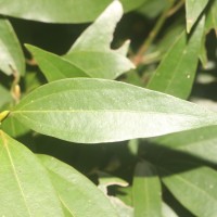 Neolitsea cassia (L.) Kosterm.